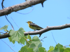 Setophaga fusca