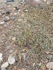 Digitaria sanguinalis