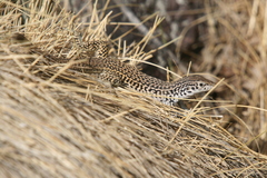Aspidoscelis tesselatus