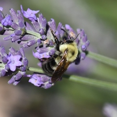 Bombus bimaculatus