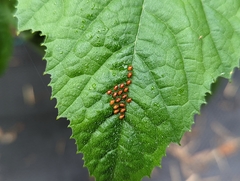 Anasa tristis