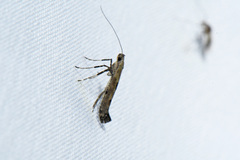 Caloptilia