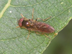 Platycheirus albimanus