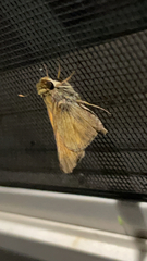 Atalopedes campestris