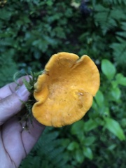 Craterellus ignicolor