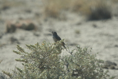 Salpinctes obsoletus