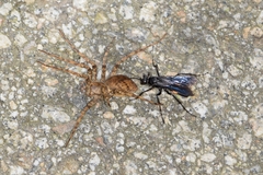 Anoplius samariensis