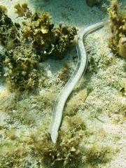 Myrichthys breviceps