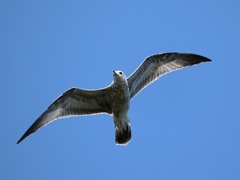 Larus delawarensis