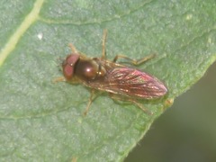 Platycheirus albimanus