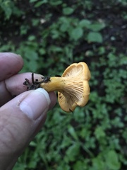 Craterellus ignicolor