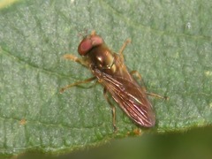 Platycheirus albimanus