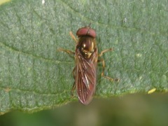 Platycheirus albimanus