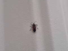 Neacoryphus bicrucis