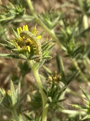 Heliothis phloxiphaga