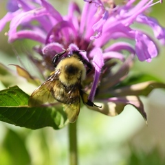 Bombus bimaculatus