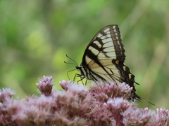 Papilio glaucus