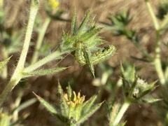Heliothis phloxiphaga
