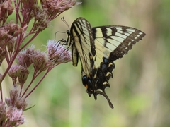 Papilio glaucus
