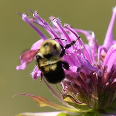 Bombus bimaculatus