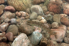 Salmo salar