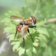 Gymnoclytia