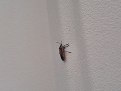 Neacoryphus bicrucis