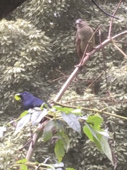 Ptilonorhynchus violaceus