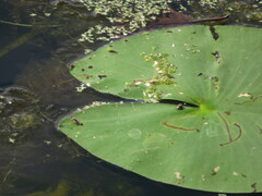 Galerucella nymphaeae