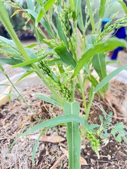 Panicum