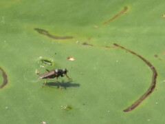 Hydromyza livens