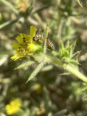 Heliothis phloxiphaga