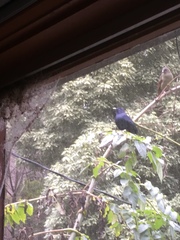 Ptilonorhynchus violaceus