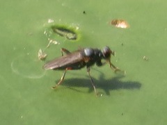 Hydromyza livens