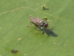 Hydromyza livens