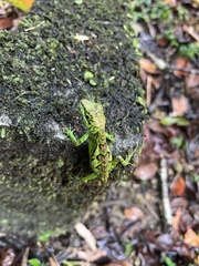 Diploderma polygonatum xanthostomum