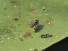 Hydromyza livens