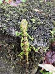 Diploderma polygonatum xanthostomum