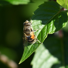 Eristalis arbustorum