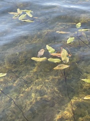 Potamogeton amplifolius