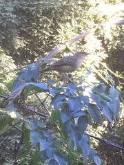 Ptilonorhynchus violaceus