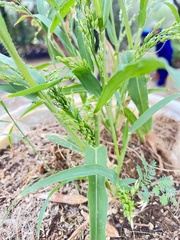 Panicum