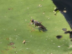 Hydromyza livens