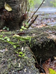 Diploderma polygonatum xanthostomum