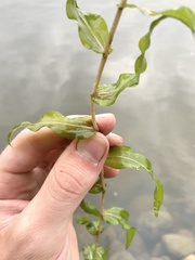Potamogeton richardsonii