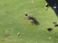 Hydromyza livens