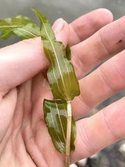 Potamogeton richardsonii