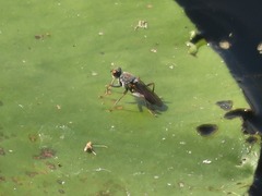Hydromyza livens