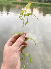 Potamogeton richardsonii