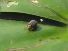 Galerucella nymphaeae